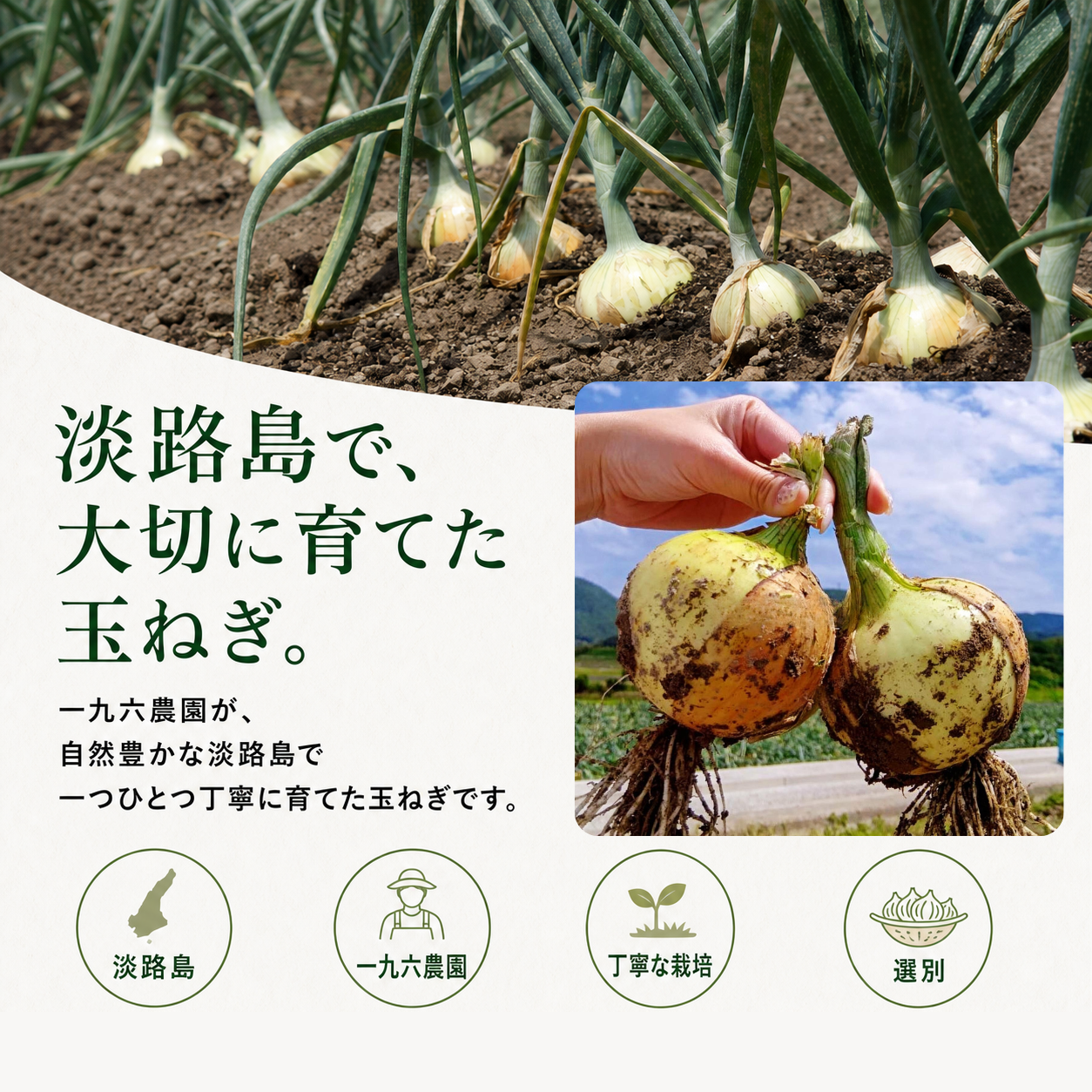 淡路島たまねぎ 訳あり 産地直送