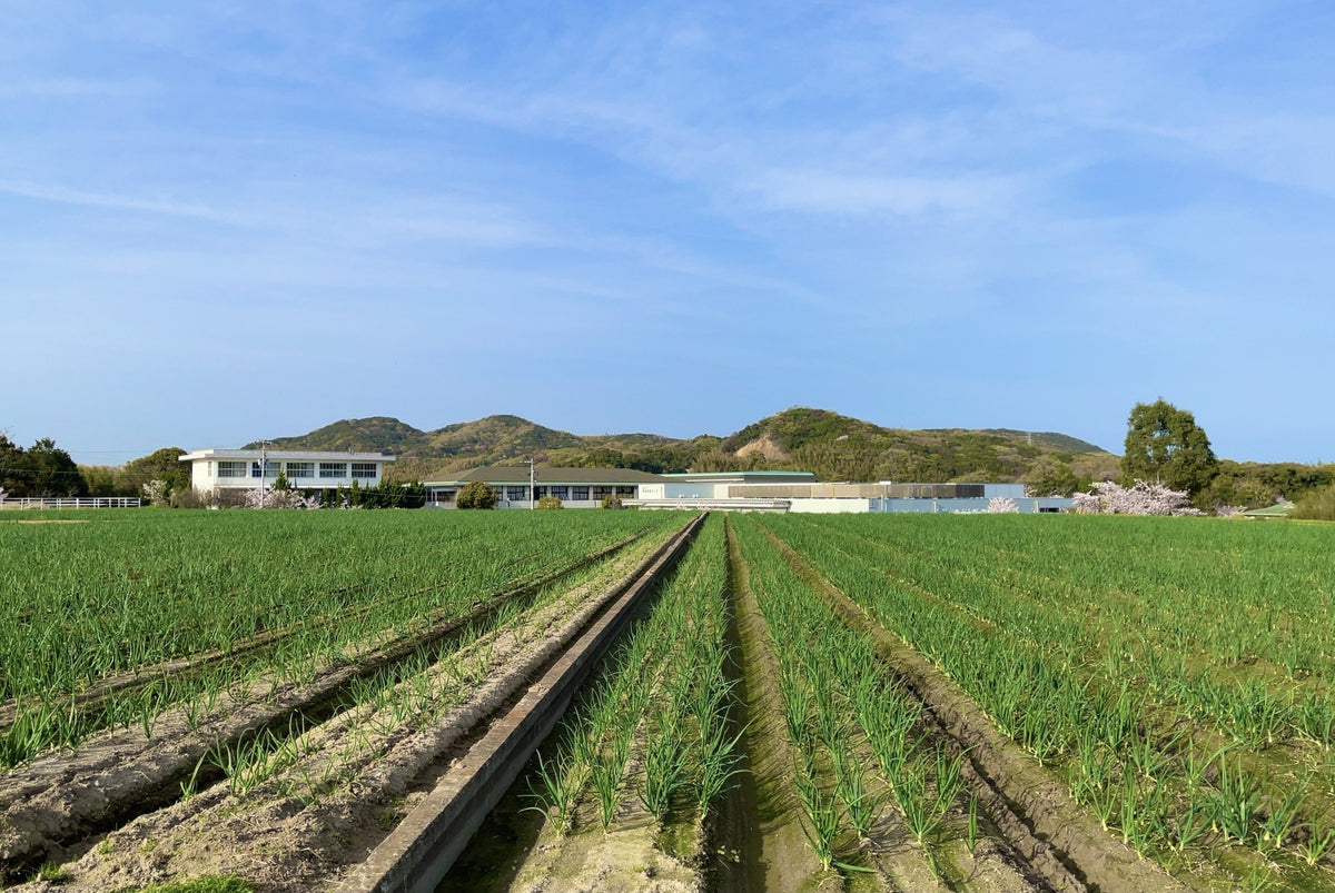 一九六農園の淡路島たまねぎの畑