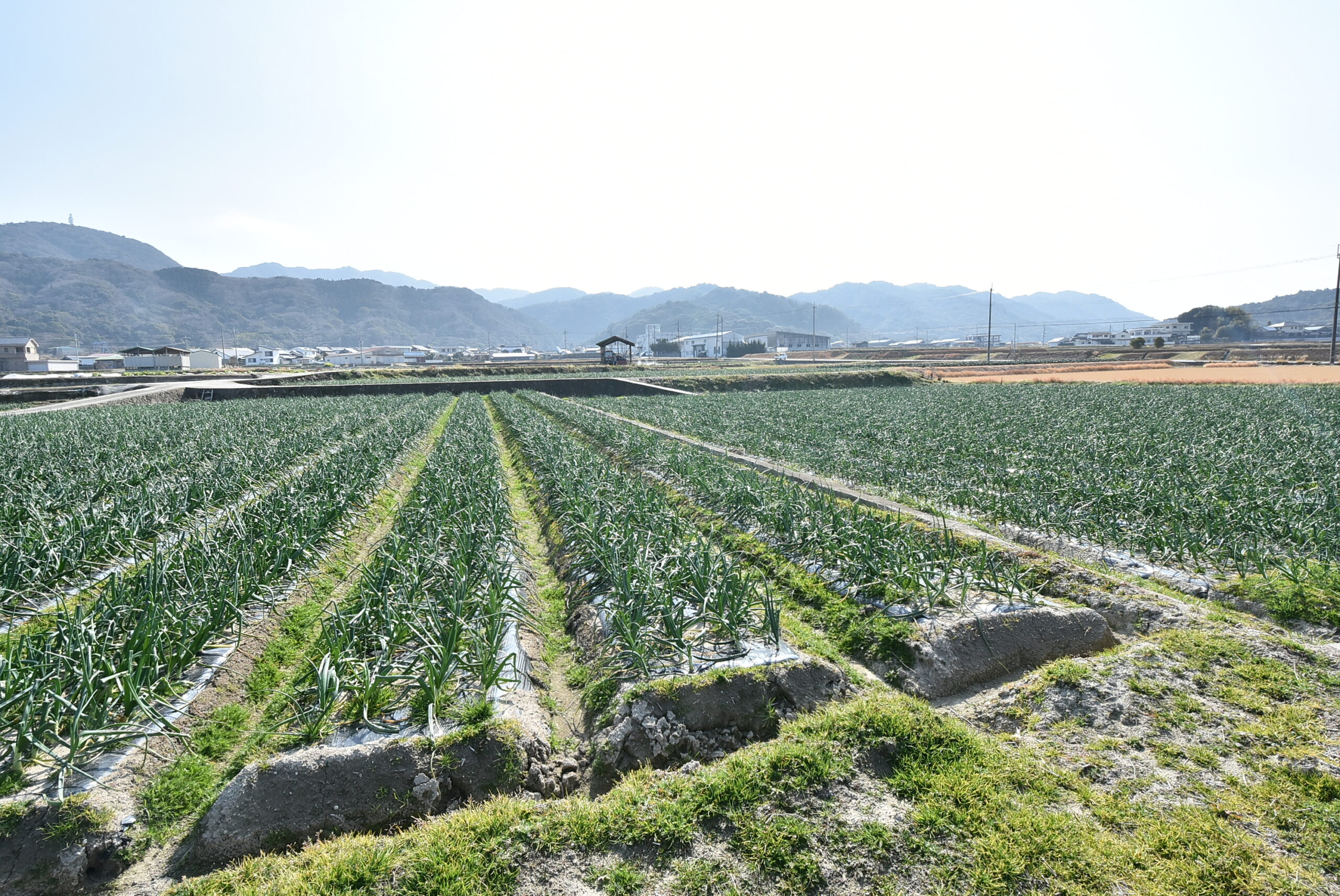 淡路島玉ねぎの産地を感じる畑と空の風景